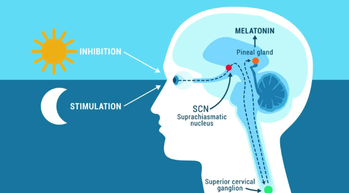 Diagram of the mechanism of melatonin production and secretion