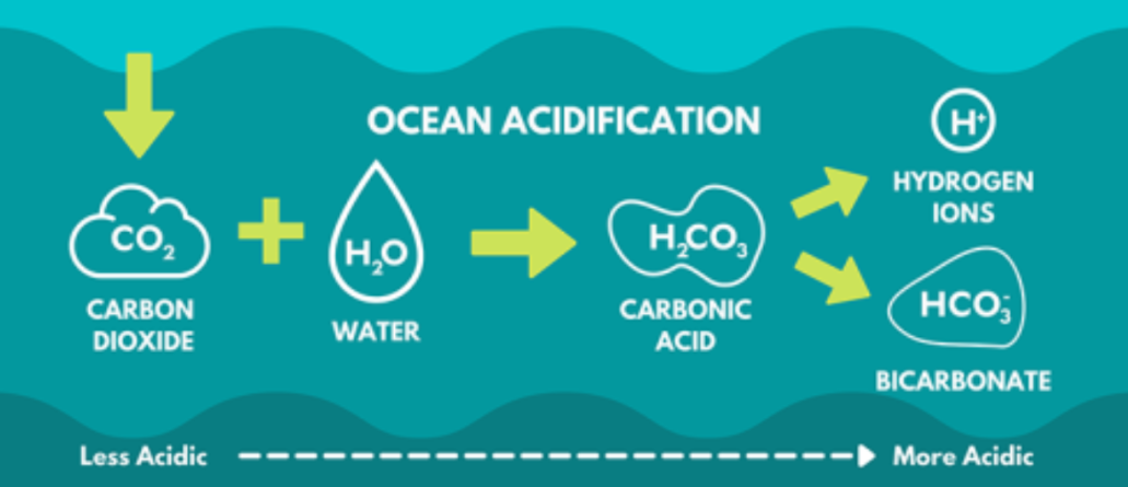 Ocean acidification and its impact on marine life
