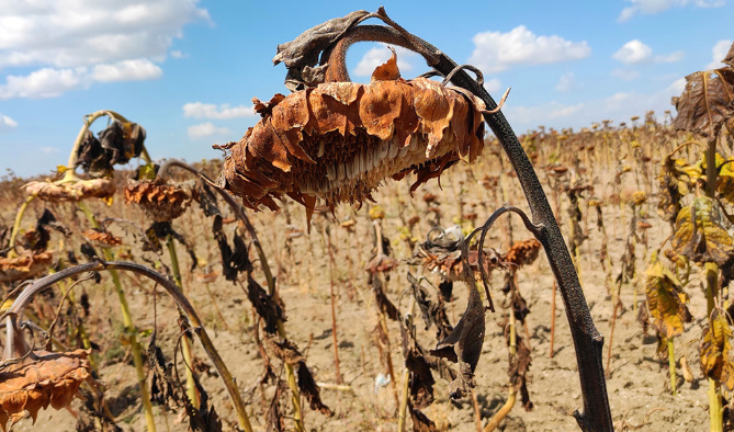 Plant chemistry changes under global warming